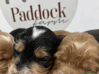 Cockapoo dogs for sale: 🌟 Stunning F1 Cockapoo puppies🌟 - Advert 1