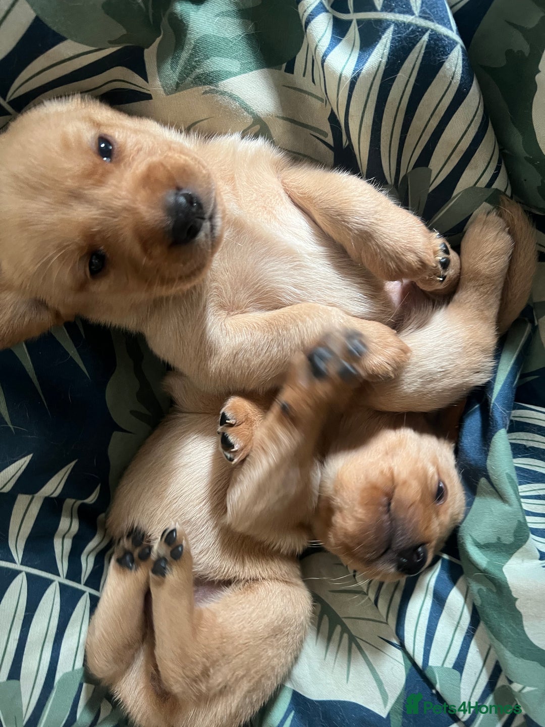 Cockerdor dogs for sale: Fox Red & Golden Labrador cross Cockerdor Puppies  - Image 8