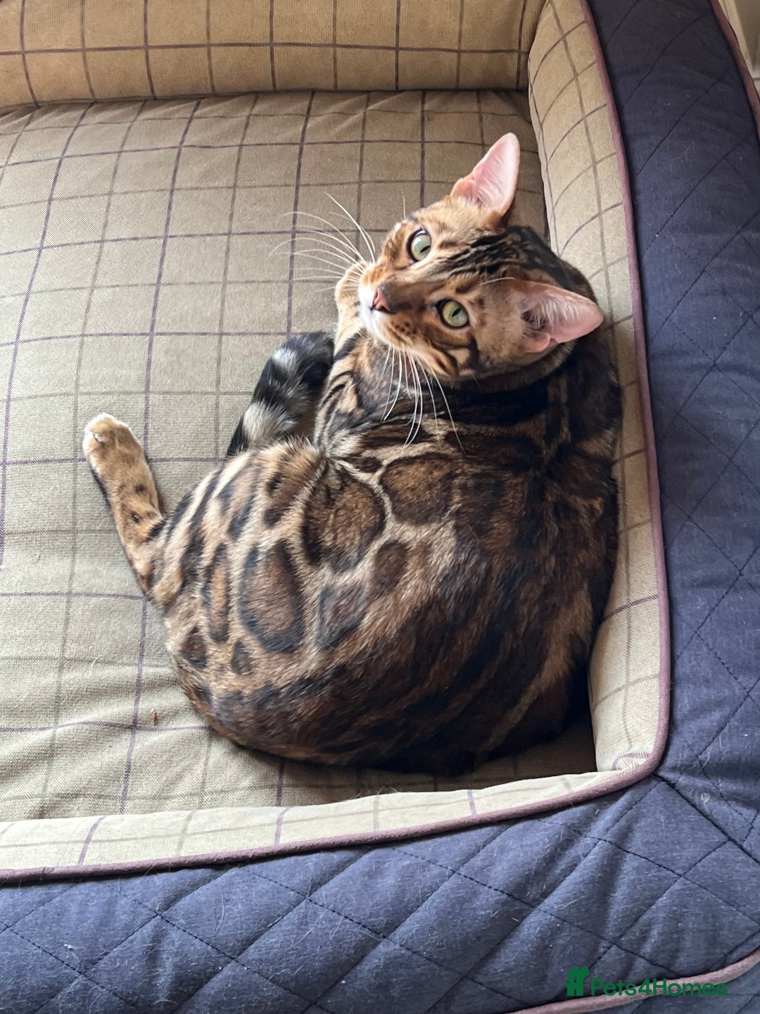 Bengal cats for sale: MUST GO TOGETHER  - Advert 12