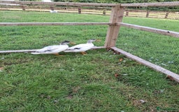 Ducks poultry for sale: Pair of miniature silver appleyard ducks - Image 2