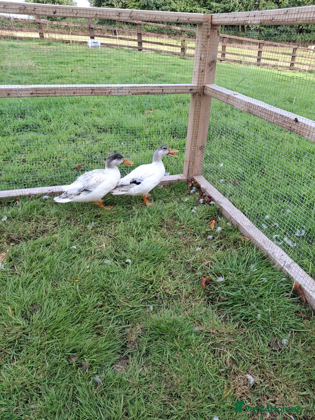 Ducks poultry for sale: Pair of miniature silver appleyard ducks - Image 2