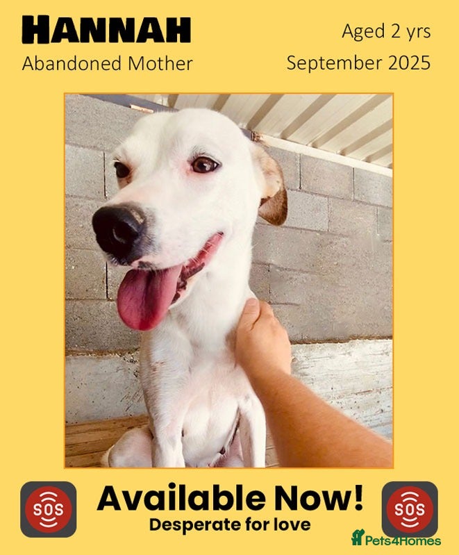 Mixed Breed dogs Hannah, 2-3 yrs old. Available for adoption. - Advert 22