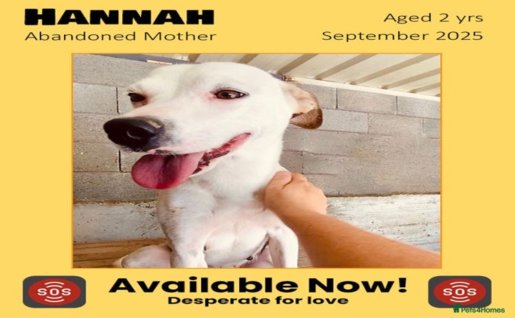 Mixed Breed dogs - Advert 13