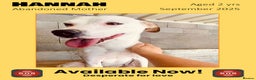 Mixed Breed dogs for adoption: Hannah, 2-3 yrs old. Available for adoption. - Advert 1