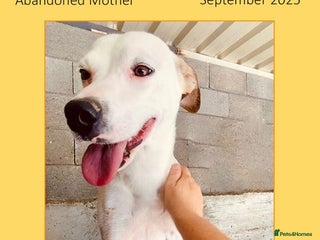 Mixed Breed dogs - Advert 7