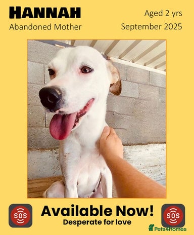 Mixed Breed dogs Hannah, 2-3 yrs old. Available for adoption. - Advert 14