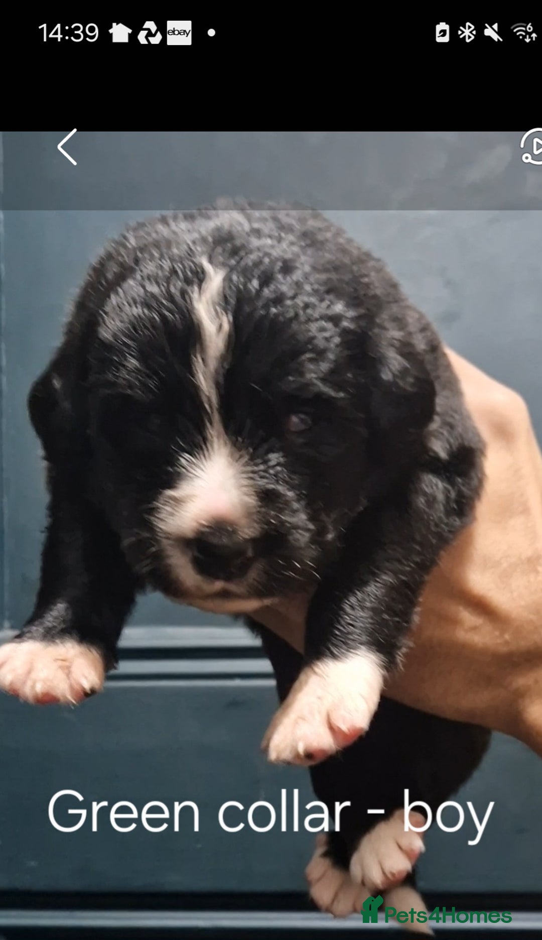 Mixed Breed dogs for sale: Newfoundland X Bernese Mountain Dog Puppies  - Image 3