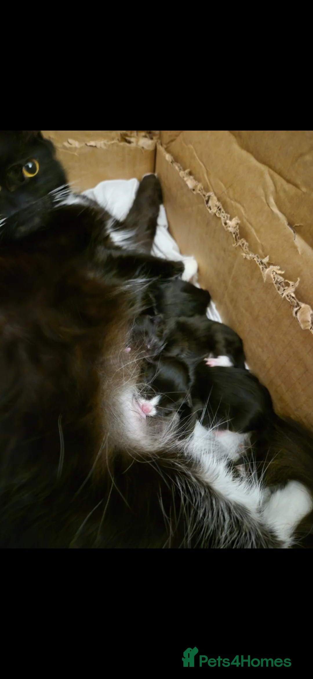 Mixed Breed cats for sale: Kittens - Advert 2