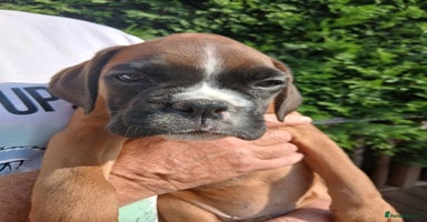 Boxer dogs - Advert 13