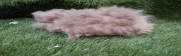 Guinea Pig rodents for sale: Alpaca Guinea Pigs - Advert 13