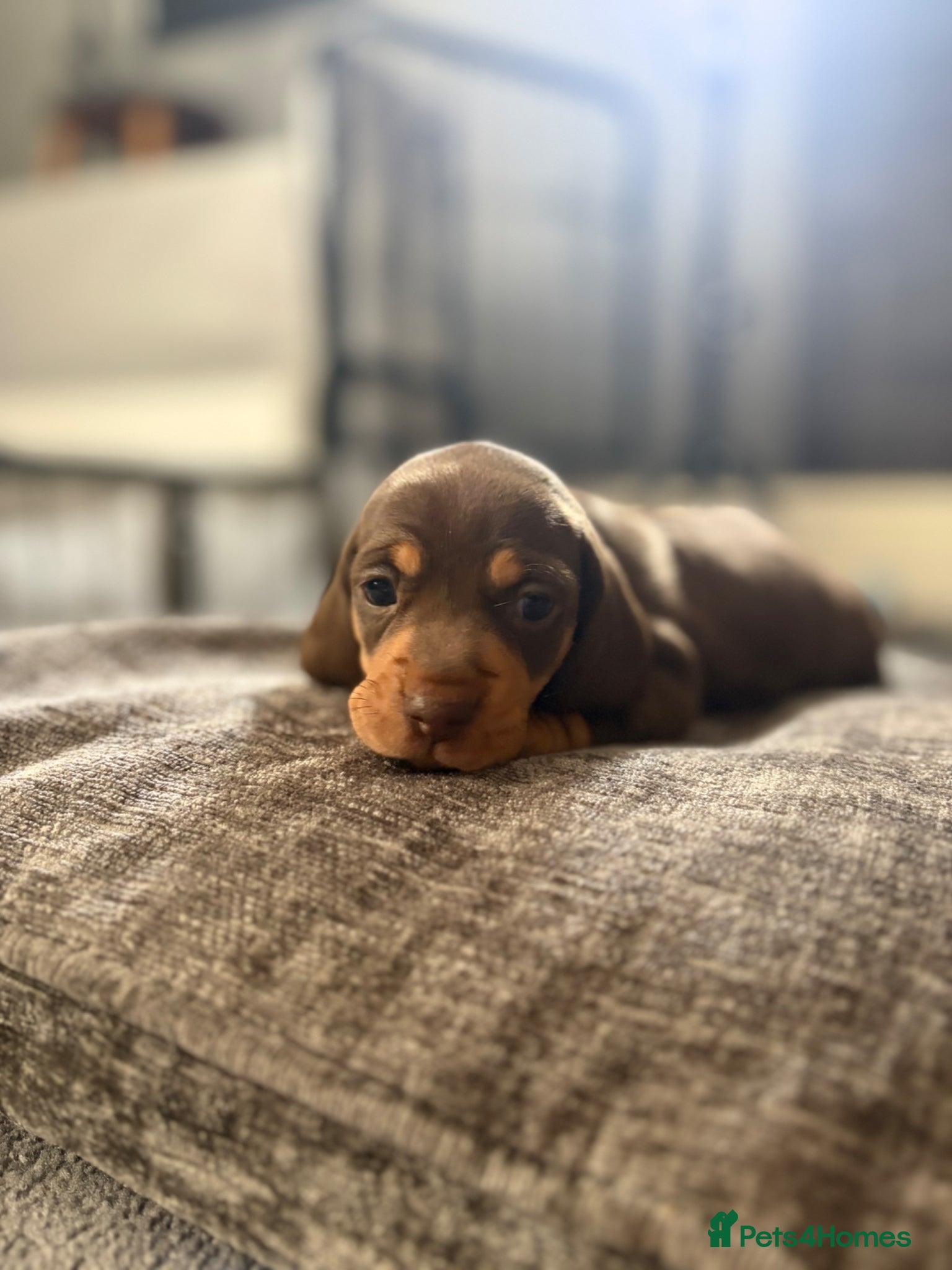 Miniature Dachshund dogs Adorable KC Miniature Smooth Dachshund babies - Advert 2