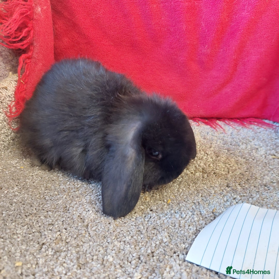 Mini Lop rabbits for sale: Minilop babys bucks & does  - Advert 12