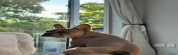 French Bulldog dogs for sale: Rehome in Northampton - Advert 3