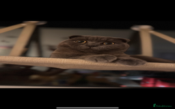 Scottish Fold cats for sale: Beautiful Grey Scottish Fold & Straight Kittens - Image 9