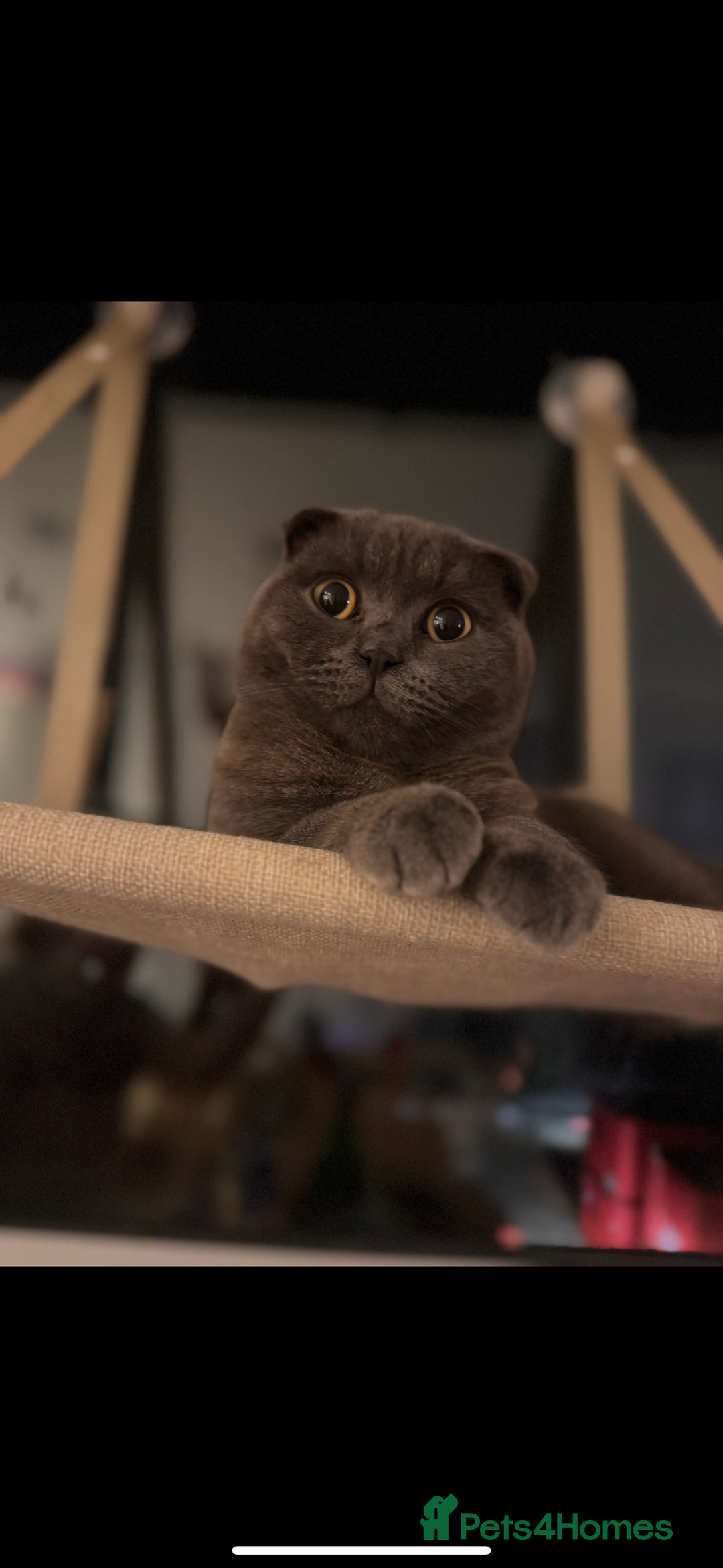 Scottish Fold cats for sale: Beautiful Grey Scottish Fold & Straight Kittens - Image 9