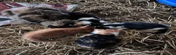 Mixed Breed cats for sale: Beautiful farm kittens for sale.  - Advert 11