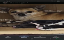 Chihuahua dogs for sale: CHIHUAHUA AND JACKAWAWA  - Image 8