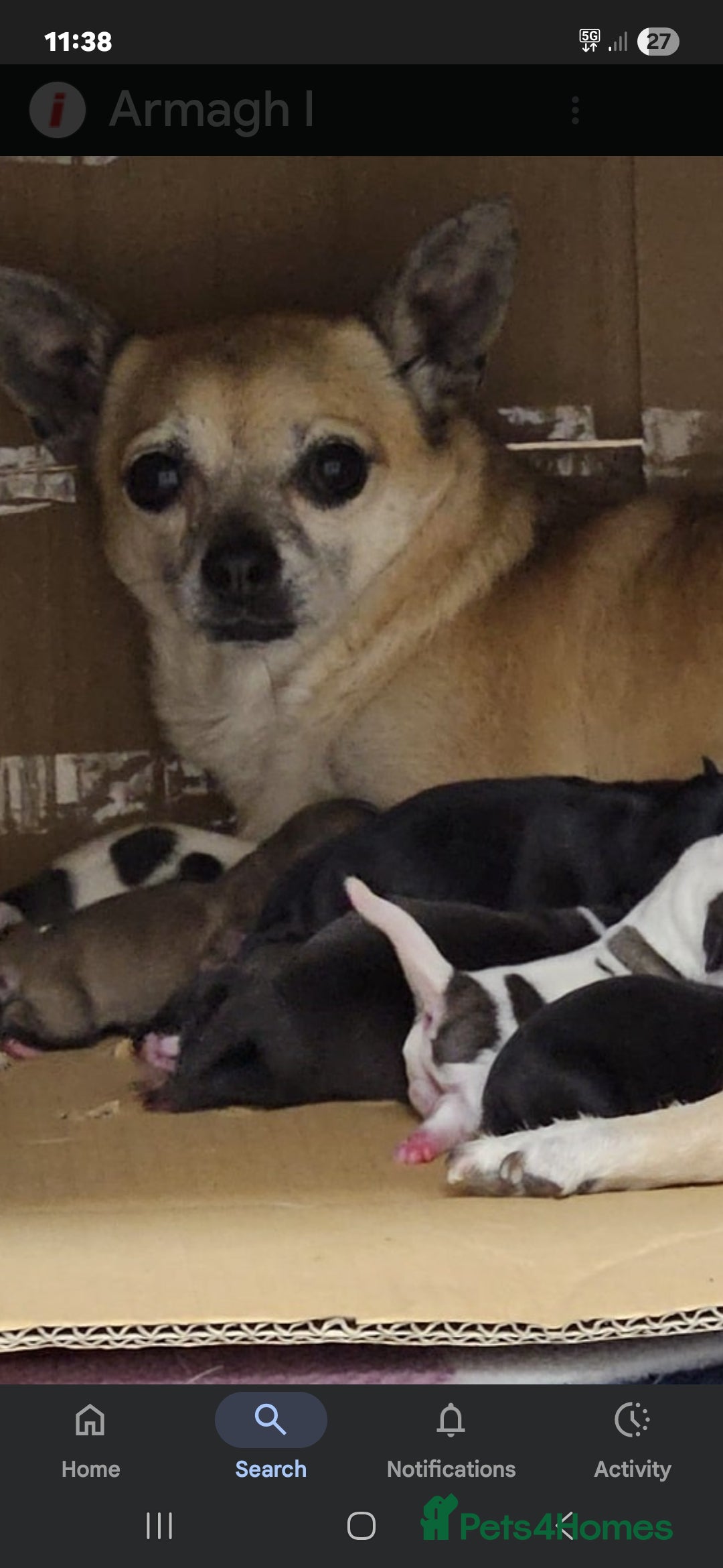 Chihuahua dogs for sale: CHIHUAHUA AND JACKAWAWA  - Image 8