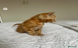 Domestic Shorthair cats for sale: Four beautiful male kittens  - Image 1