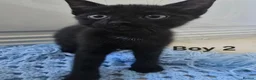Mixed Breed cats for sale: 4 Kittens ready for rehoming. in Peterborough - Advert 4
