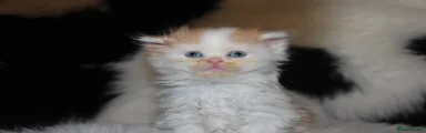 Scottish Fold Kitten 5