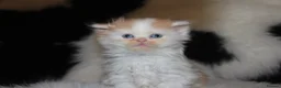 Scottish Fold cats for sale: Eight wee wonders seek mum/dad - Advert 9