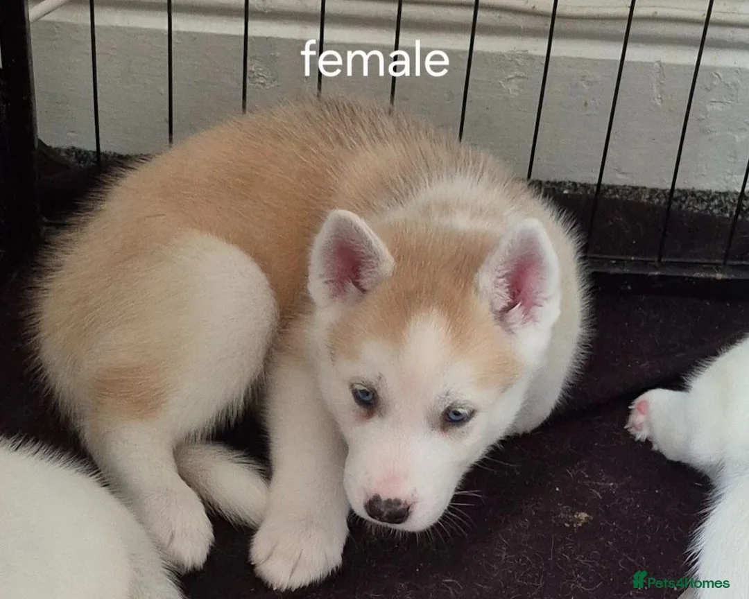 Siberian Husky dogs for sale: 5 beautiful siberian husky puppies  - Advert 2