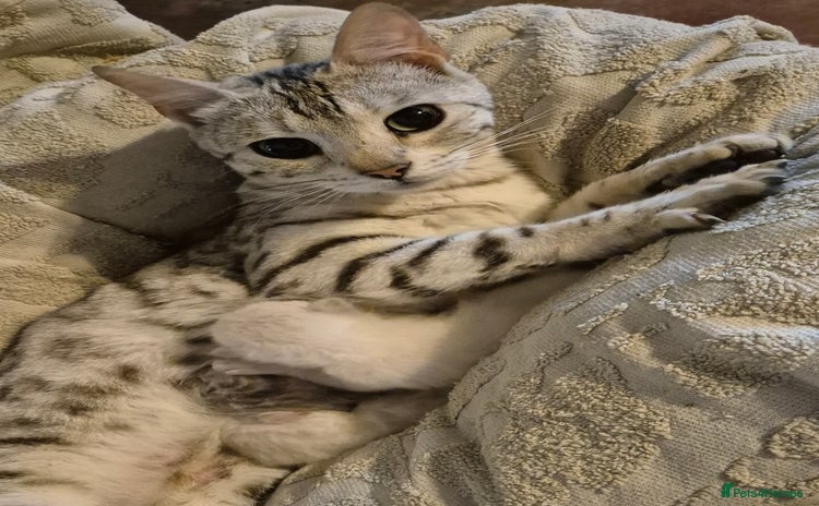 Bengal cats - Advert 15