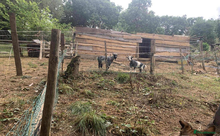 Goats livestock - Advert 1
