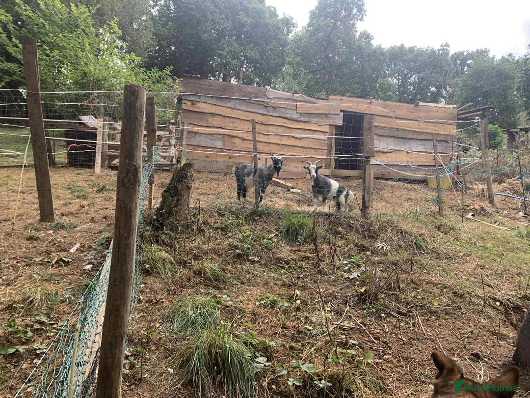 Goats livestock for sale: Goats to good home  - Image 1