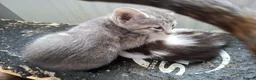 Oriental cats for sale: Beautiful Oriental Cross kittens - Advert 6