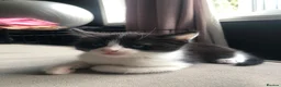 Mixed Breed cats for sale: Kittens  - Advert 18