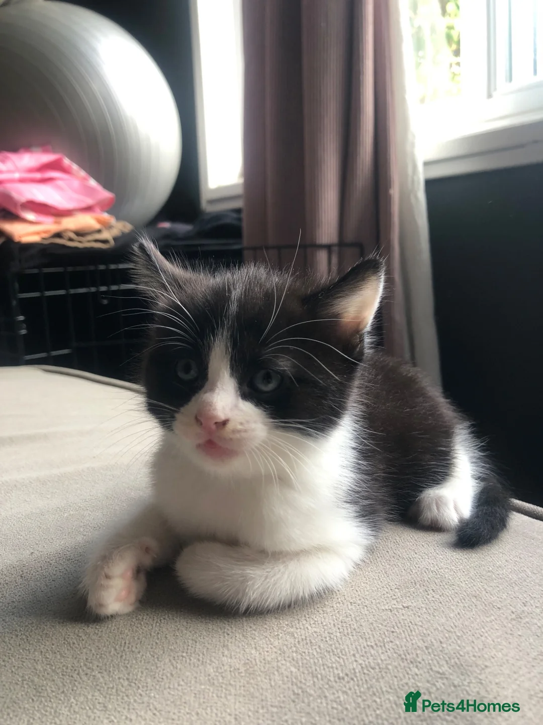 Mixed Breed cats for sale: Kittens  - Advert 18