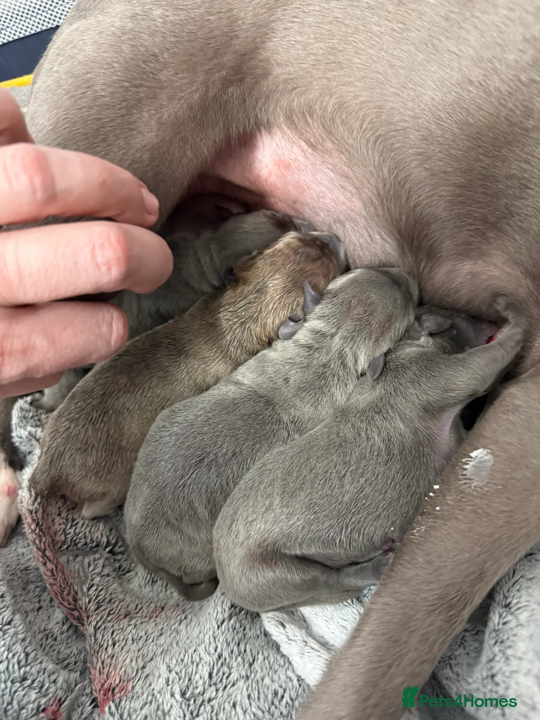 Whippet dogs for sale: Beautiful KC registered whippet pups - Advert 4