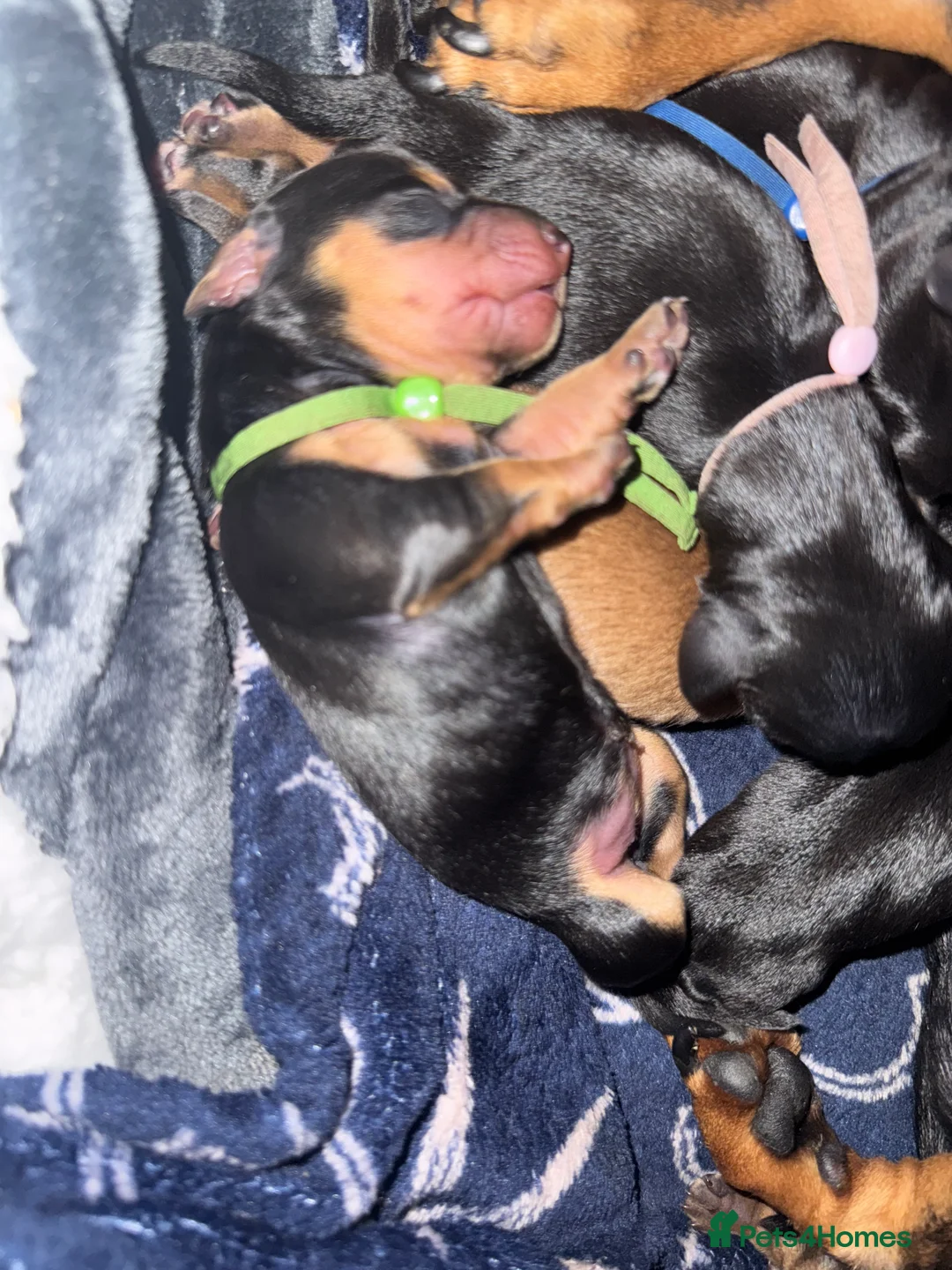 Miniature Dachshund dogs for sale: Last Black and tan miniature girl available  - Advert 7