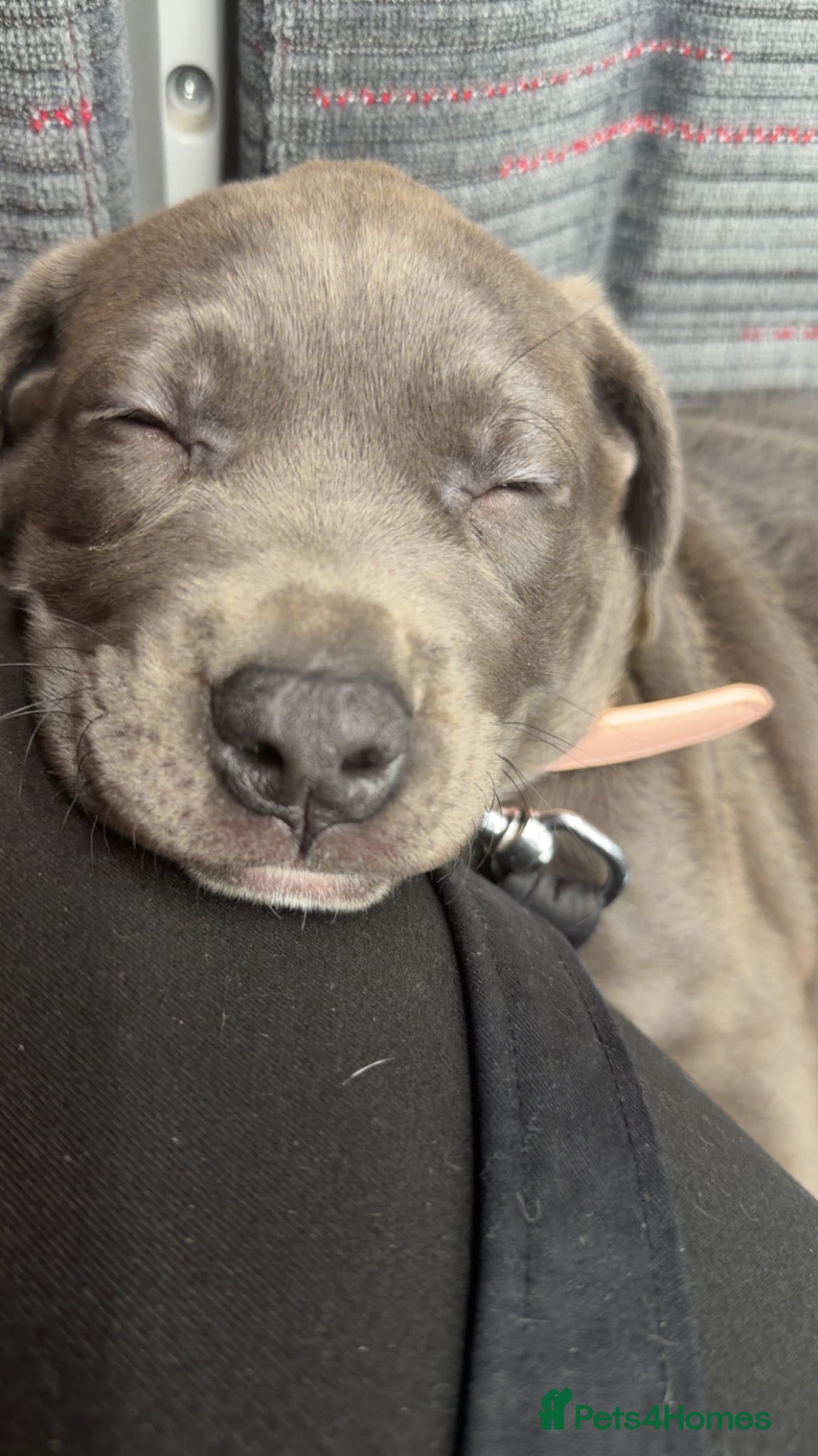 Mixed Breed dogs Cane corso cross  - Advert 2