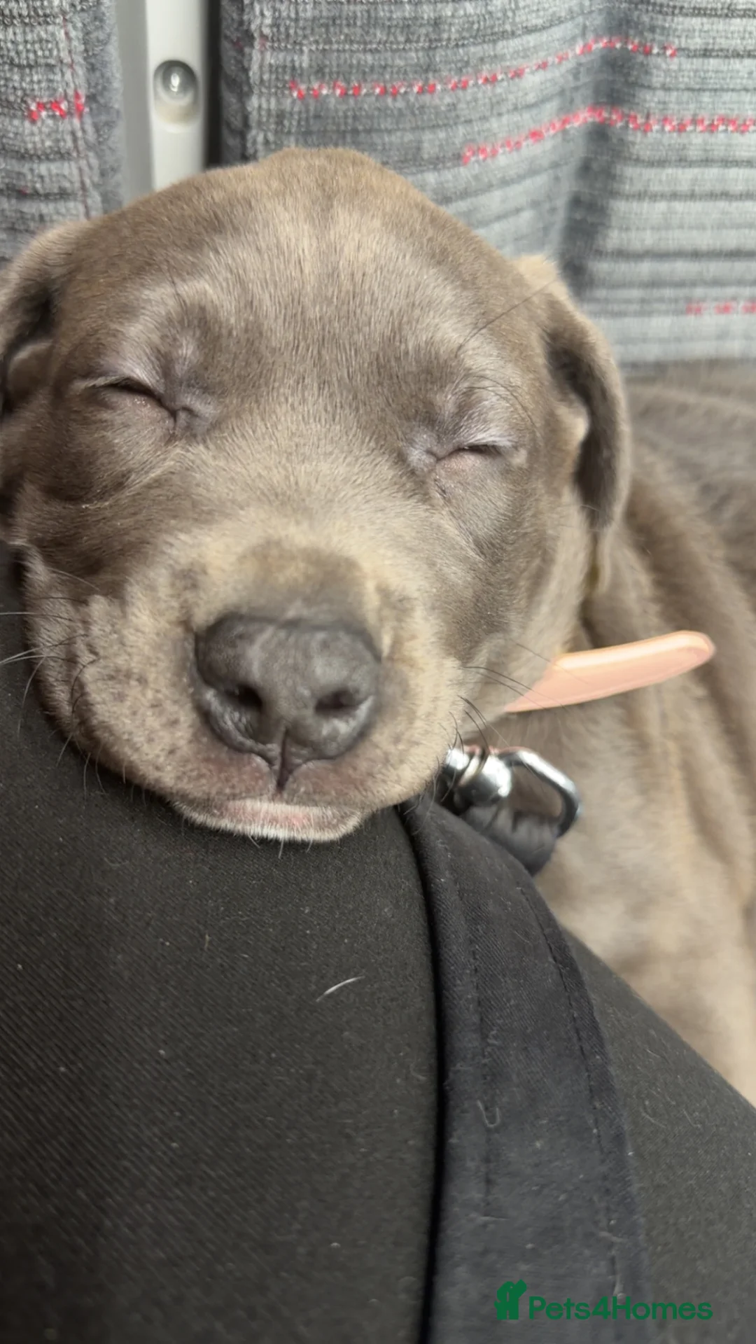 Mixed Breed dogs for sale: Cane corso cross  - Advert 1