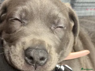 Mixed Breed dogs Cane corso cross - Advert 7