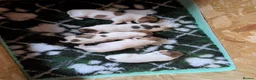 Jack Russell dogs for sale: Beautiful Jack Russell litter  - Advert 5