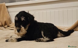 Miniature Schnauzer dogs for sale: Miniature Schnauzer Puppies - 7 Adorable Girls - Image 6