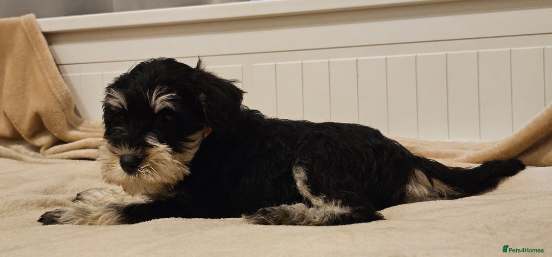 Miniature Schnauzer dogs for sale: Miniature Schnauzer Puppies - 7 Adorable Girls - Image 6