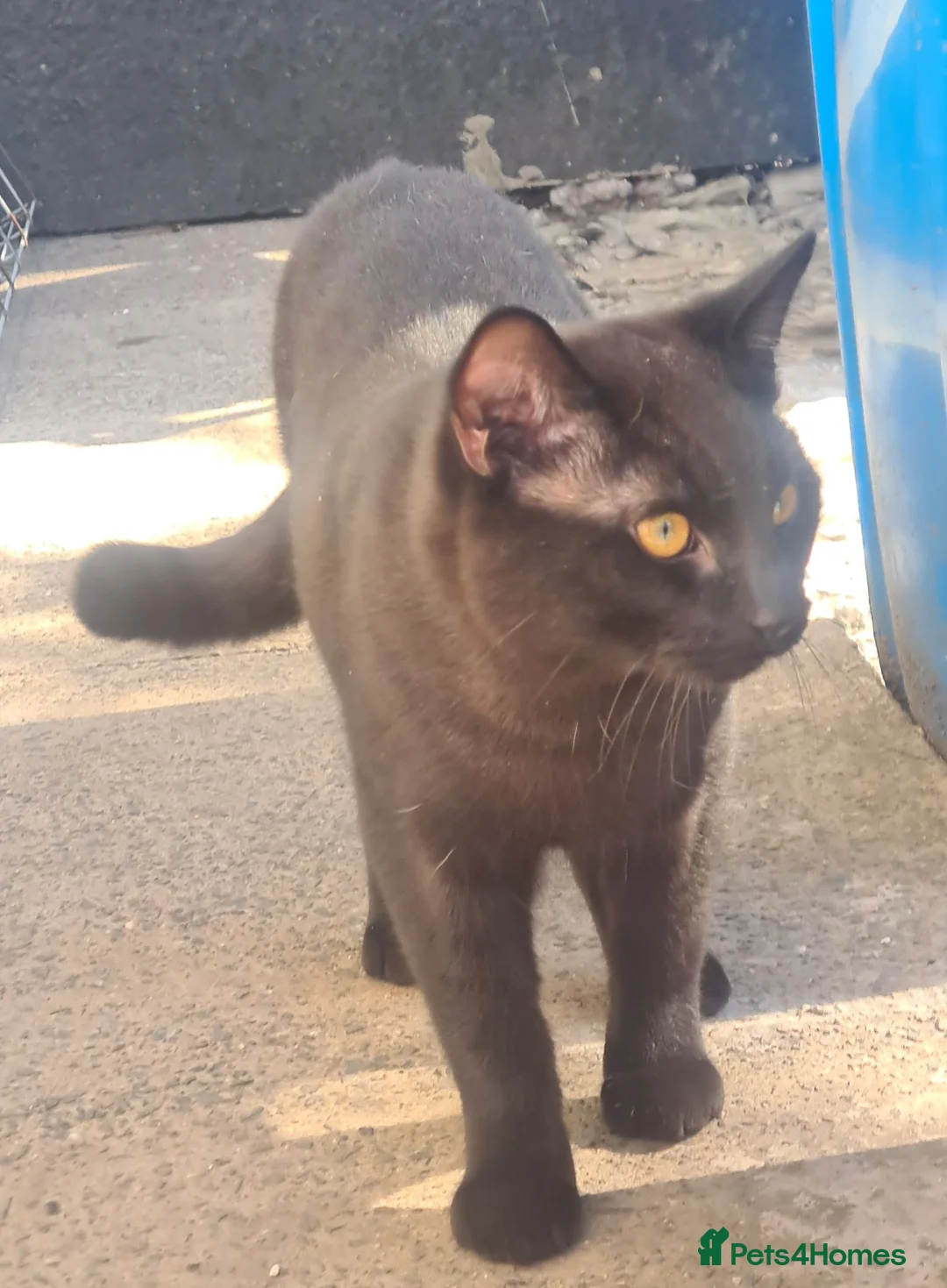 Mixed Breed cats for sale: Beautiful big male 1yr old - Advert 1