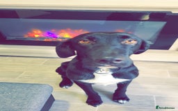 Mixed Breed dogs for sale: Mr pickle - Image 6