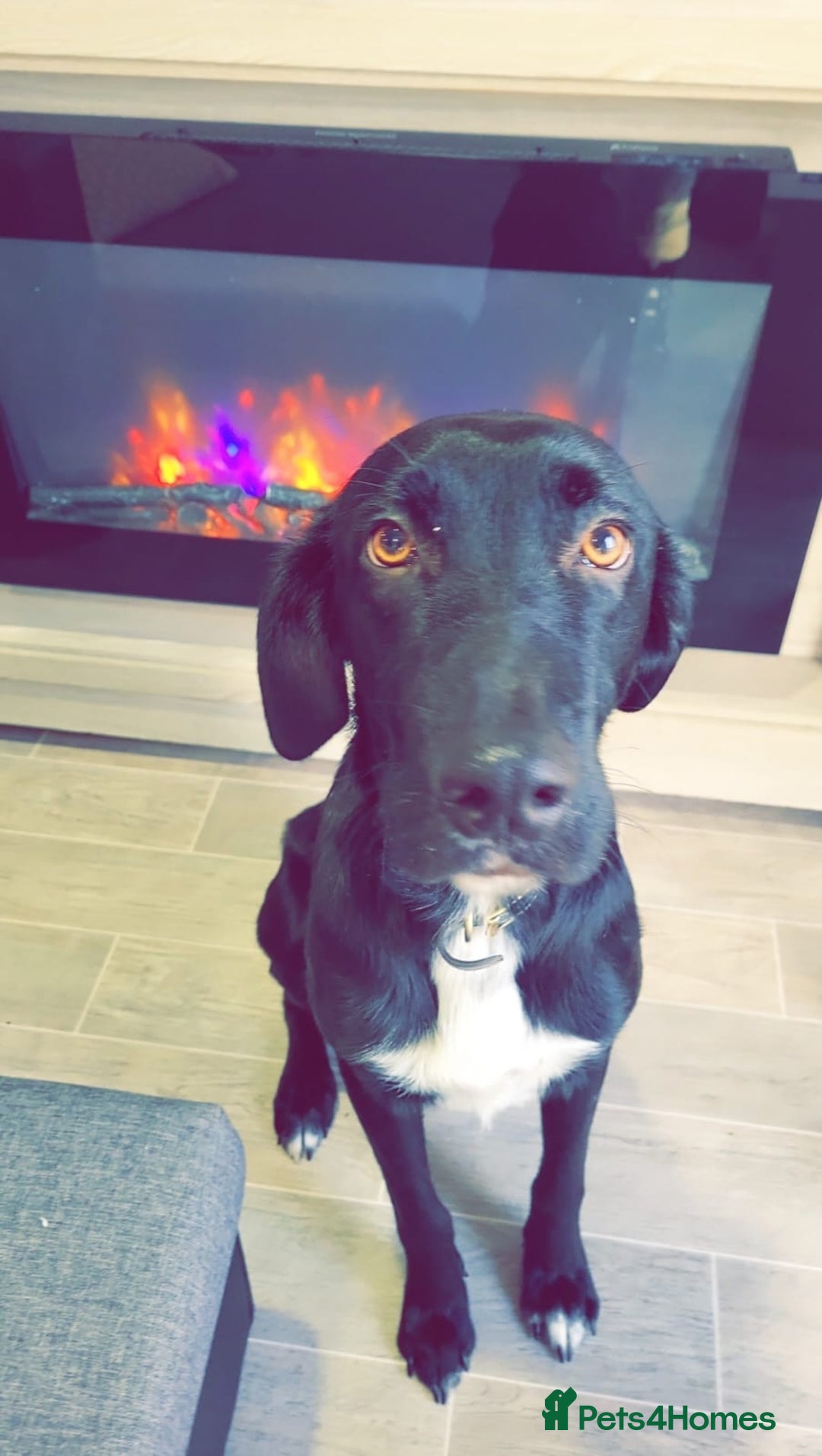 Mixed Breed dogs for sale: Mr pickle - Image 6