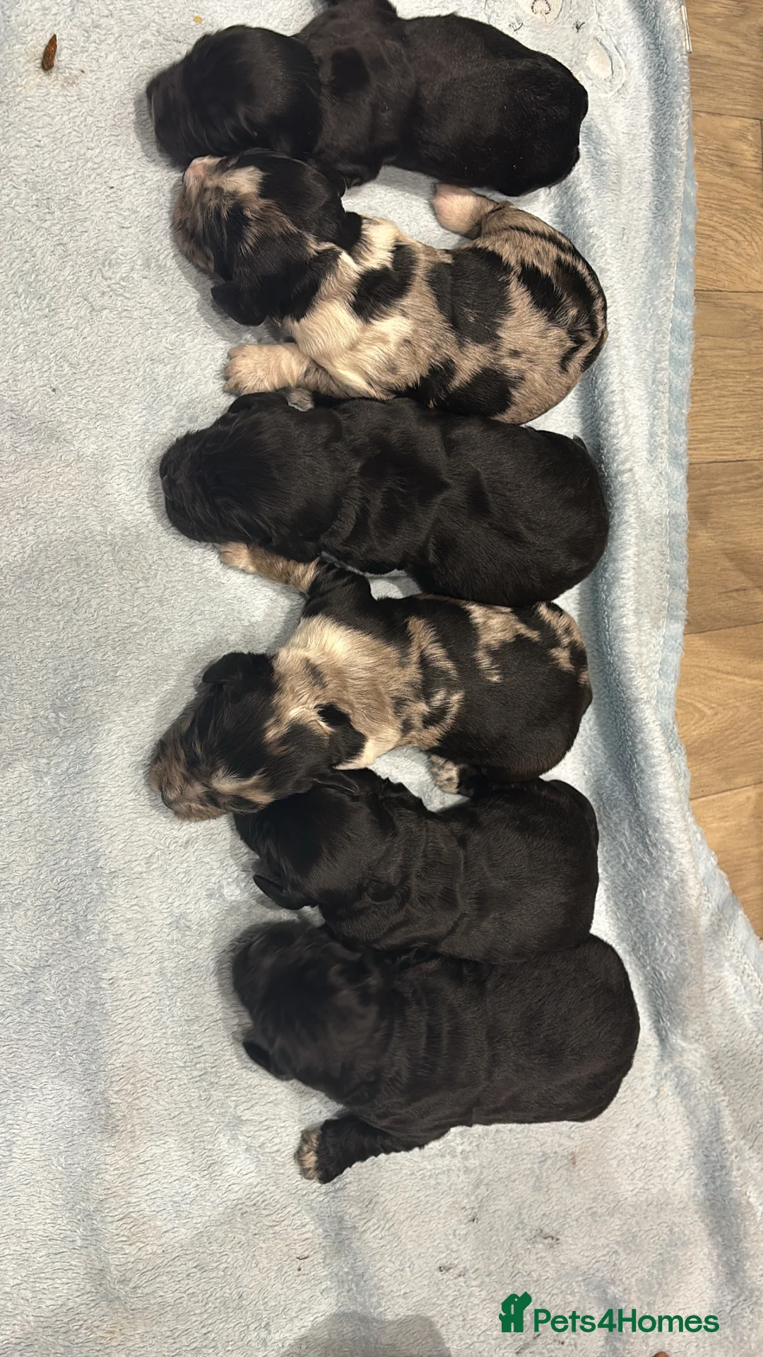 Cocker Spaniel dogs for sale: Litter of Cocker spaniel puppies ready soon - Advert 2