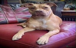 Mixed Breed dogs for sale: Weimaraner Mix Puppies - Image 12