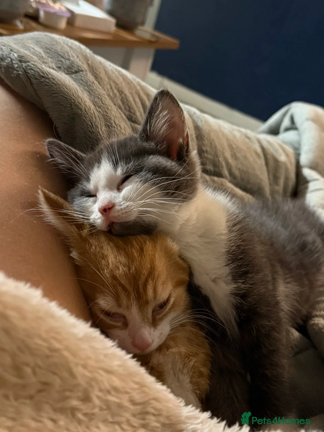 Domestic Shorthair cats for sale: Adorable Kittens Looking for Their Forever Homes - Advert 8