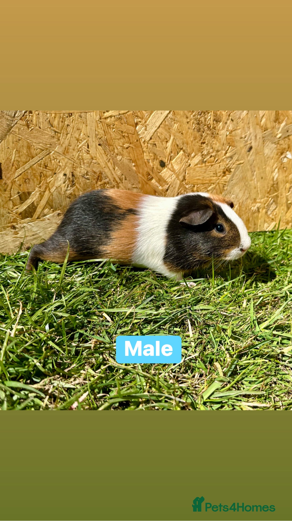 Guinea Pig rodents for sale: Young Guinea pigs  - Advert 4