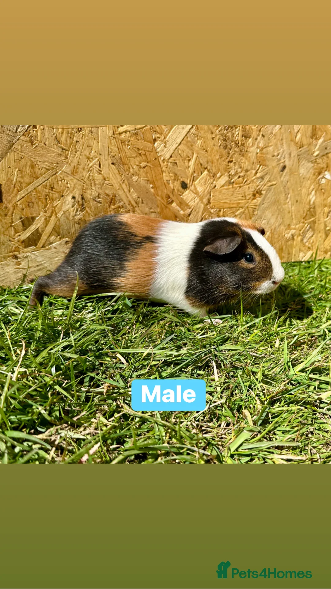 Guinea Pig rodents for sale: Young Guinea pigs  in Colchester - Advert 1