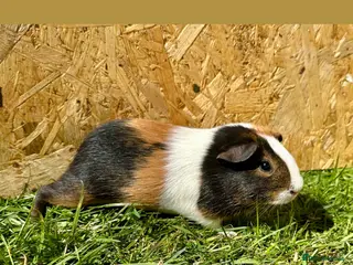 Guinea Pig rodents for sale: Young Guinea pigs - Advert 4
